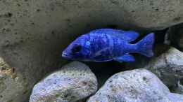 aquarium-von-aw--blue-malawi-wurde-aufgeloest_