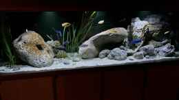 aquarium-von-aw--blue-malawi-wurde-aufgeloest_