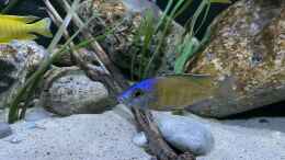 Foto mit Placidochromis electra superior Mandalawi