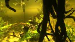 aquarium-von-ragner-suedamerika-500l_Seiten Anblick 