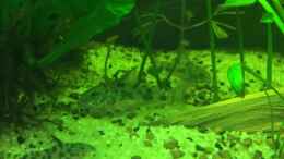 aquarium-von-ragner-suedamerika-500l_Marmorierte Panzerwelse (Corydoras paleatus)
