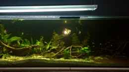aquarium-von-ragner-suedamerika-500l_Foto mit Blitz. Hier sieht man die Fische im dunkelen Teil d