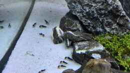 Aquarium einrichten mit Corydoras Duplicareus