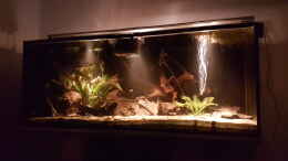 aquarium-von-naturalr-amazonien-2-0_Minimale Beleuchtung (3 x 1,5W)