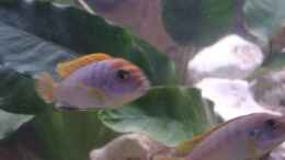 aquarium-von-florian-frank-becken-3389_Labidochromis hongi