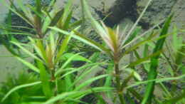 Aquarium einrichten mit Pogostemon stellatus
