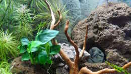 Aquarium einrichten mit Savannenholz und Lavagestein
