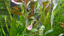 Foto mit Ludwigia glandulosa