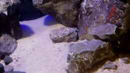 aquarium-von-nandokater-anfaenger-malawi-vision-450_Muschelbruch