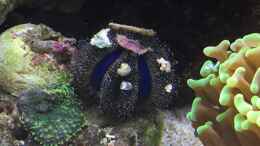Aquarium einrichten mit Der Kugel-Seeigel 
