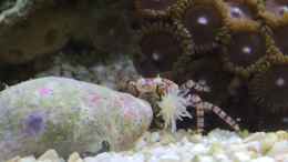 Aquarium einrichten mit Eine Boxerkrabbe 