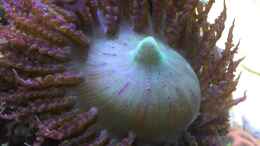 Aquarium einrichten mit Sandanemone 