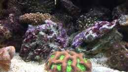 Foto mit Favites Koralle mit einer Euphyllia glabrescens 