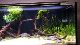 aquarium-von-frutolino-neueinrichtung-mikrogeophagus-altispinosus_Detail rechts