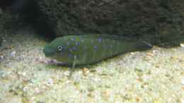 aquarium-von-jeffry-westerhoff-becken-3399_E. cyanostictus Zambia
