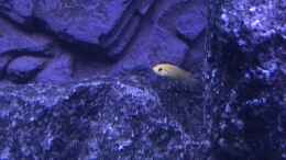 aquarium-von-cj-malawi_Labidochromis yellow Nachwuchs