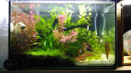 aquarium-von-shiro13-garnelen-dschungel--let-it-grow_25 Liter Floatglas-Aquarium mit Red Fire Garnelen 