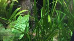 Aquarium einrichten mit Sagittaria subulata