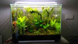 aquarium-von-shiro13-aquascaping---missglueckt-nur-zur-ansicht_Superfish Home 80 Becken , Seitenhalter und LED entfernt 