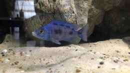 aquarium-von-charmin-malawi-nonmbuna_Placidochromis penochilus