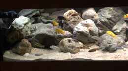 aquarium-von-charmin-malawi-nonmbuna_Steinaufbau erweitert 2