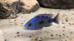 aquarium-von-charmin-malawi-nonmbuna_Placidochromis penochilus 2