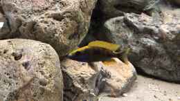 aquarium-von-charmin-malawi-nonmbuna_Otopharynx lithobates sulphur gead