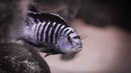 aquarium-von-nina-hutter-mbuna-bay_ Labidochromis caeruleus Nkali (m) - aktuell Chef im Becken