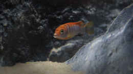 aquarium-von-nina-hutter-mbuna-bay_ Labidochromis hongi (m, Jungfisch)