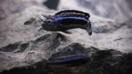 aquarium-von-nina-hutter-mbuna-bay_ Melanochromis cyaneorhabdos m