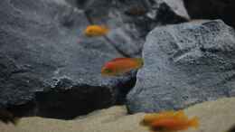 Aquarium einrichten mit Tropheops sp. Chilumba orange (m, f, Jungfische)