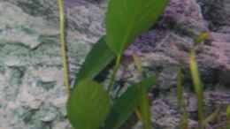 Aquarium einrichten mit Anubias spec. Heterophylla
