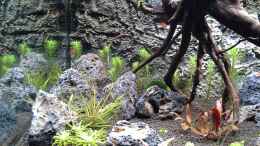 aquarium-von-olaf-a-kuddelmuddel-aufgeloest-_Links mit Galapagossteinen