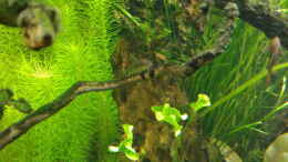 Aquarium einrichten mit Crossocheilus reticulatus