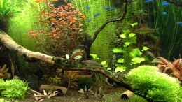 Aquarium einrichten mit Netzpinsel- oder Schwanzfleck-Algenfresser - Crossocheilus