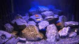 aquarium-von-raklie-trigon-350-mbunatank_Mbunatank