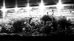 aquarium-von-el-hein-unterwasserkultur_blackandwhite