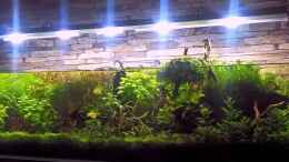 aquarium-von-el-hein-unterwasserkultur_unterwasserkultur