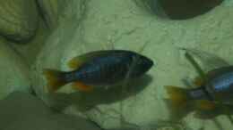 aquarium-von-jochen-engelmann-becken-3409_Copadichromis borleyi weiblich