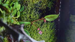 Aquarium einrichten mit Begonia schulzei