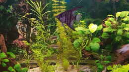 aquarium-von-aquarius1988-450-liter_skalar Pterophyllum 