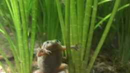 Aquarium einrichten mit Zwergkrallenfrosch