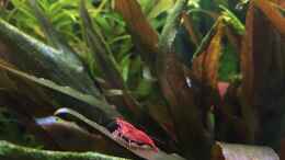 aquarium-von-danny-asiatischer-dschungel_Neocaridina heteropoda var. Red