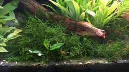 Aquarium einrichten mit Vesicularia ferriei