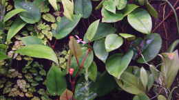 Foto mit Begonia schulzei