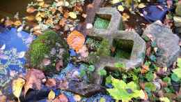 aquarium-von-helga-kury-biotop---schildkroeten-wg---teich-34177_Herbst - mit Moos bewachsene Steine am Teich-Rand...