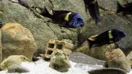 aquarium-von-maclya-tropheus-dubi-becken_Dubis vor dem Ziegelfragment
