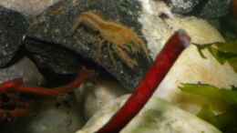 aquarium-von-did244-2-x-krebs-alleine-zuhause_Oranger Zwergflusskrebs (CPO) Männchen