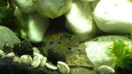 aquarium-von-did244-2-x-krebs-alleine-zuhause_Black Carbon Rili Garnele, links eine geschenkte Schnecke v.