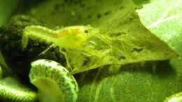 Aquarium einrichten mit Oranger Zwergflusskrebs (CPO) Männchen